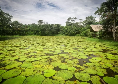 Menos deforestación en la amazonía colombiana